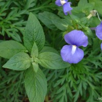 Matourea azurea (Linden) Colletta & V.C.Souza